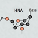 Illustration for article titled XNA is synthetic DNA thats stronger than the real thing